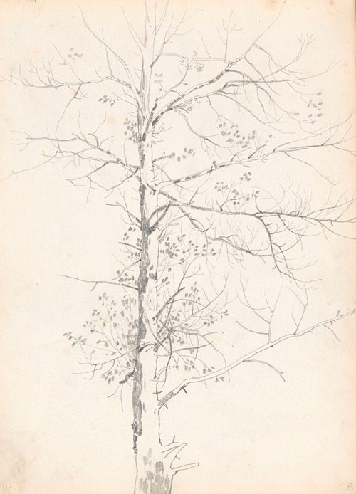 Birch