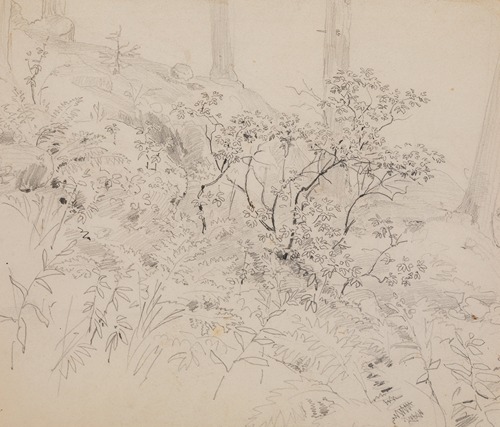 Study of foliage in a wood