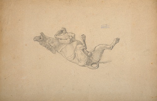 Study of dog