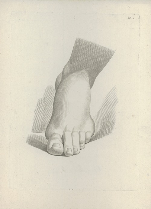 Study of a foot