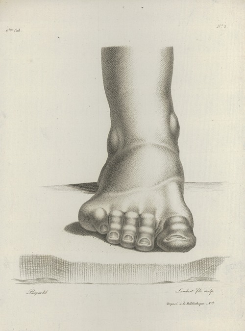 Study of a foot