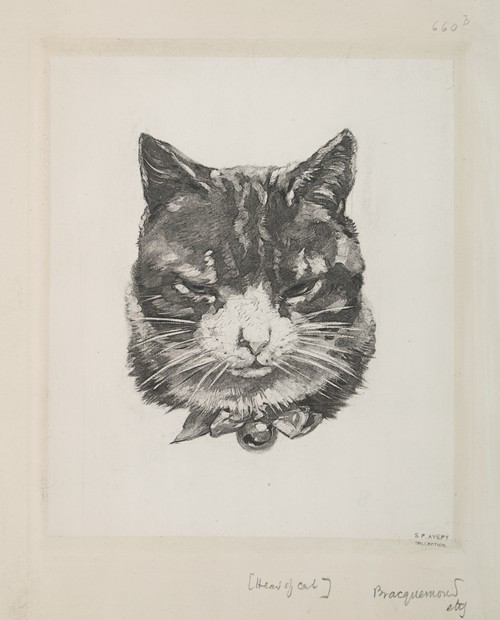 Tête de chat. (1866 - 1878)
