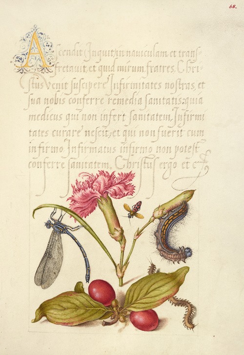 Damselfly, Carnation, Firebug, Caterpillar, Carnelian Cherry, and Centipede