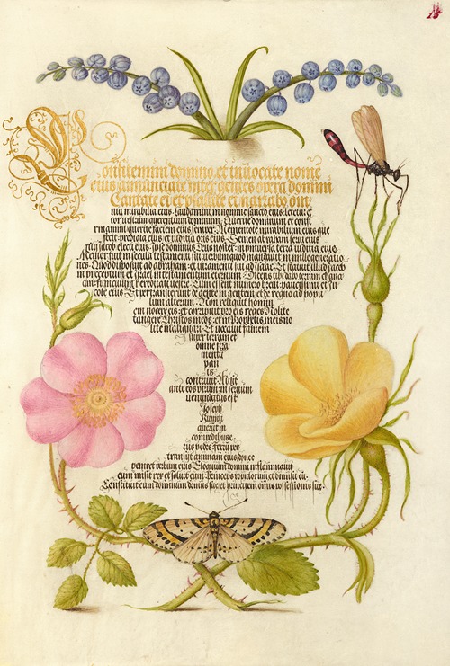 Grape Hyacinth, Wasplike Insect, Eglantine, Austrian Brier, and Magpie Moth