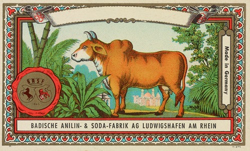 Badische Anilin & Soda-Fabrik dye label with cow
