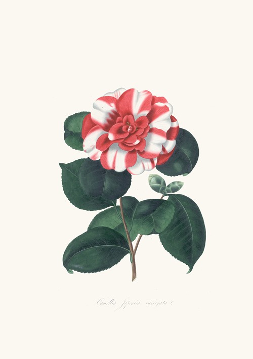 Illustrations and descriptions of the plants which compose the natural order Camellieae Pl.06