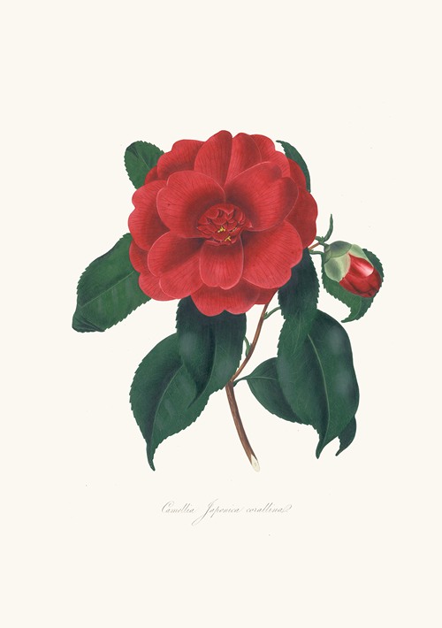 Illustrations and descriptions of the plants which compose the natural order Camellieae Pl.10