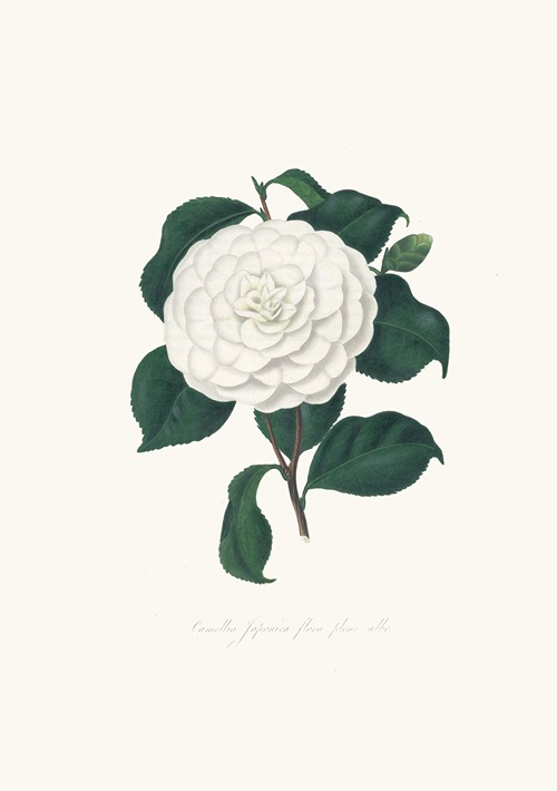 Illustrations and descriptions of the plants which compose the natural order Camellieae Pl.11