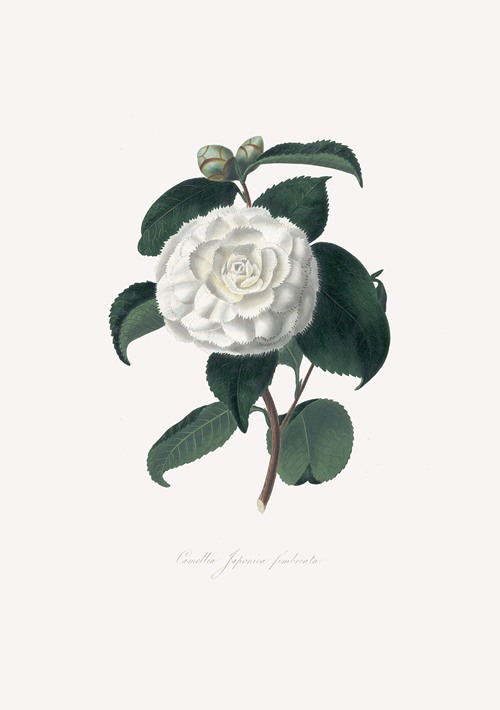 Illustrations and descriptions of the plants which compose the natural order Camellieae Pl.15