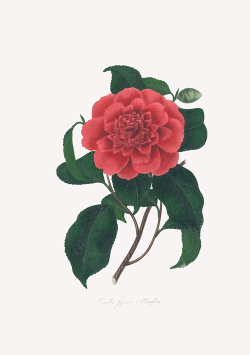 Illustrations and descriptions of the plants which compose the natural order Camellieae Pl.20