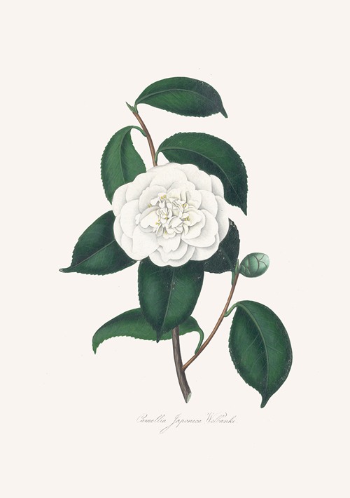 Illustrations and descriptions of the plants which compose the natural order Camellieae Pl.27