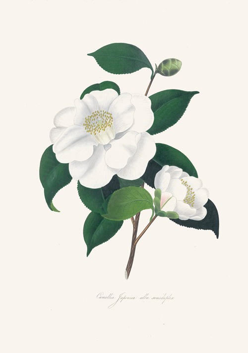 Illustrations and descriptions of the plants which compose the natural order Camellieae Pl.33