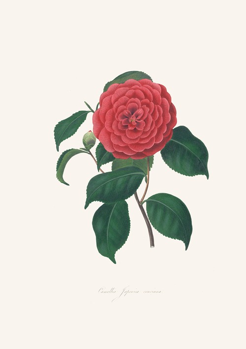 Illustrations and descriptions of the plants which compose the natural order Camellieae Pl.34