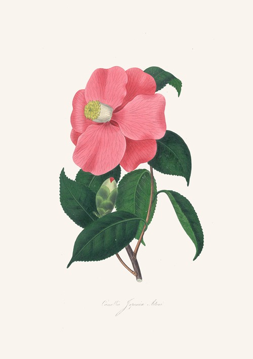 Illustrations and descriptions of the plants which compose the natural order Camellieae Pl.38