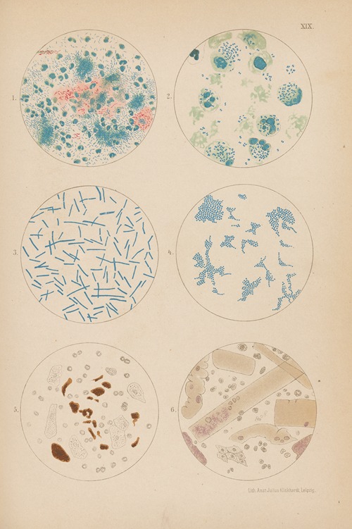 Tubercle Bacilli and Other Bacterium