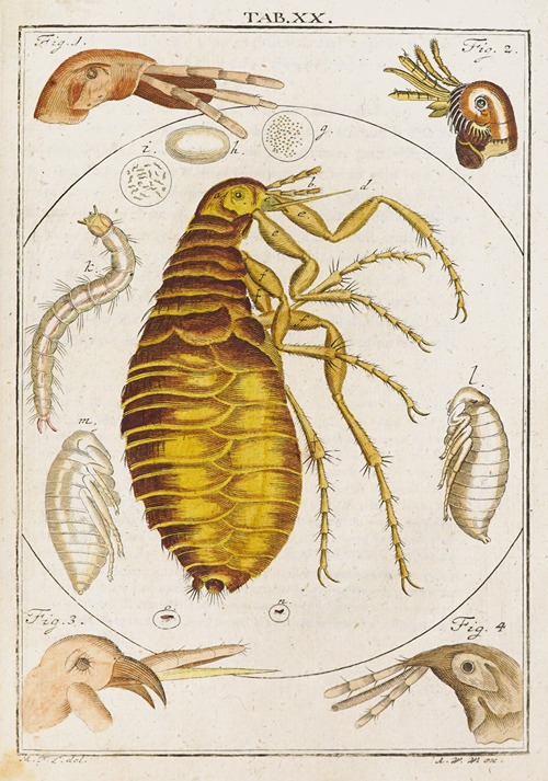 Amusement microscopique tant pour l’esprit, que pour les yeux Pl.021