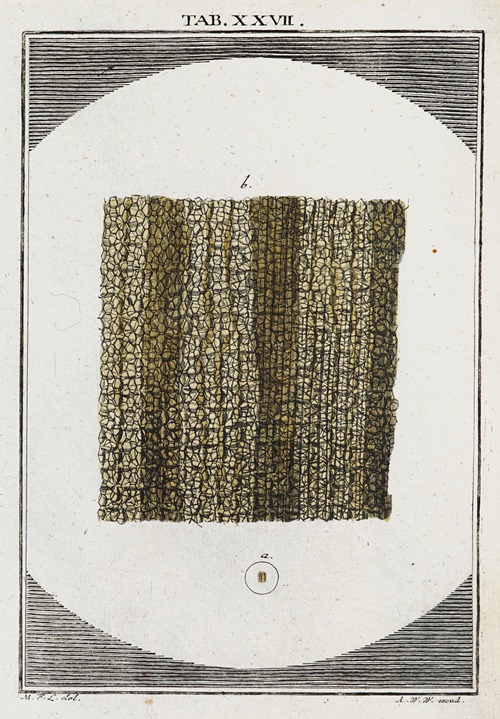 Amusement microscopique tant pour l’esprit, que pour les yeux Pl.028