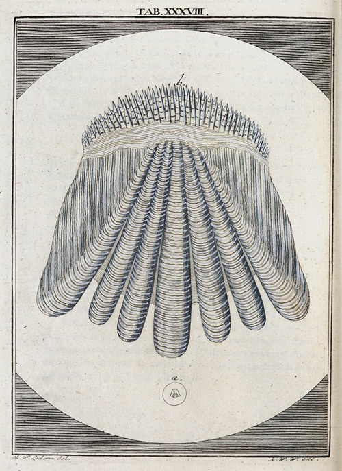 Amusement microscopique tant pour l’esprit, que pour les yeux Pl.039