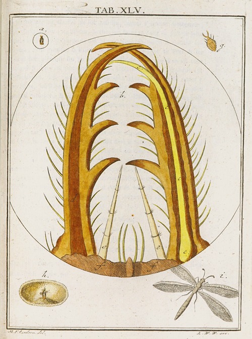 Amusement microscopique tant pour l’esprit, que pour les yeux Pl.045