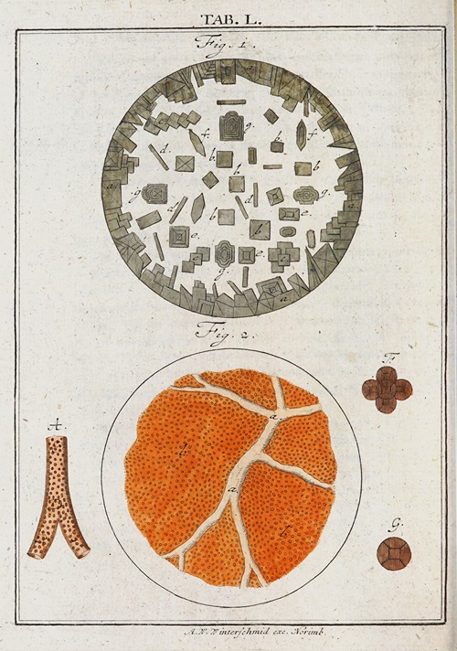 Amusement microscopique tant pour l’esprit, que pour les yeux Pl.050