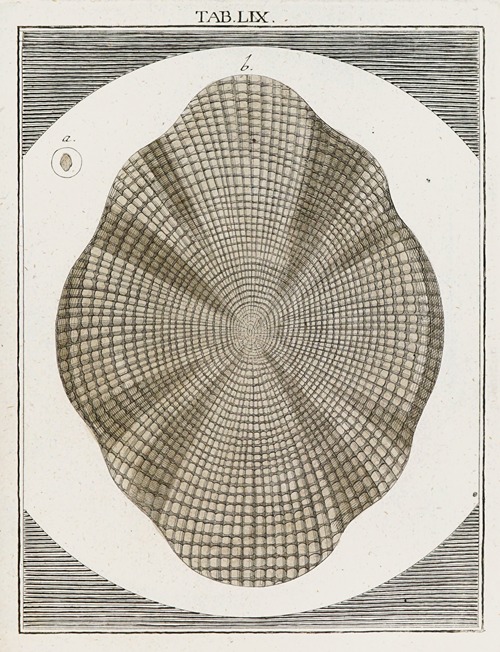 Amusement microscopique tant pour l’esprit, que pour les yeux Pl.059