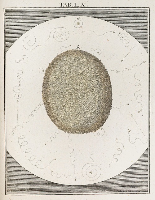 Amusement microscopique tant pour l’esprit, que pour les yeux Pl.060