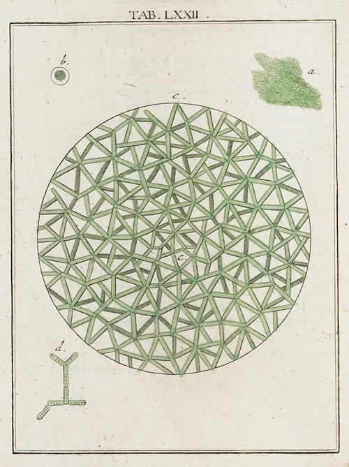 Amusement microscopique tant pour l’esprit, que pour les yeux Pl.072