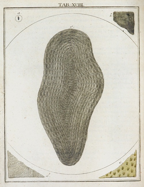 Amusement microscopique tant pour l’esprit, que pour les yeux Pl.093