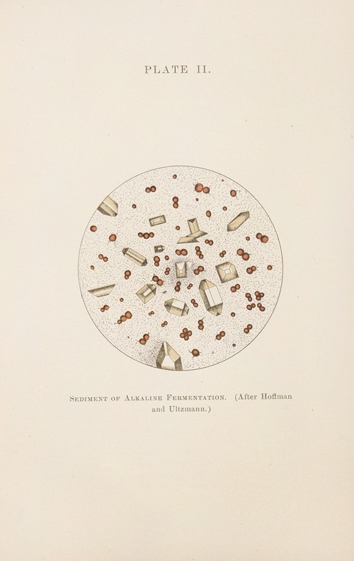 Plate II: Sediment of Alkaline Fermentation