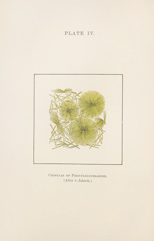 Plate IV: Crystals of Phenylglucosazone