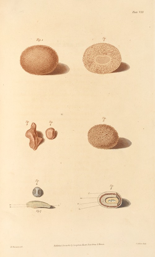 An Essay on the Chemical History and Medical Treatment of Calculous Disorders Pl.5