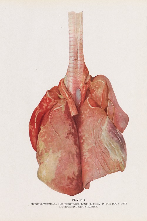 Plate I (Frontispiece): Broncho-pneumonia and fibrino-purulent pleurisy in a dog 8 days after gassing with chlorine.
