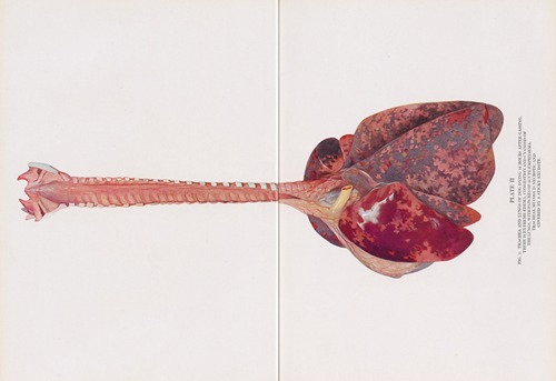 Plate II (Fig. 1): Trachea and lungs of dog dying 12 hours after gassing.