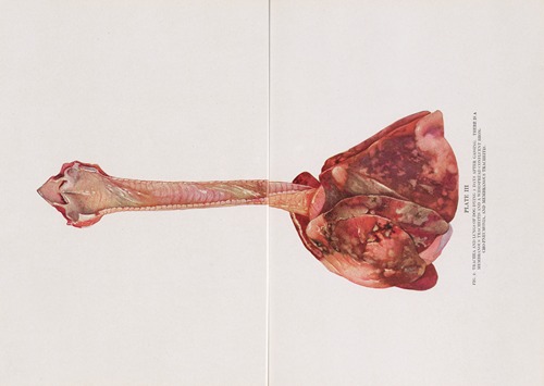 Plate III (Fig. 2): Trachea and lungs of dog dying 5 days after gassing.