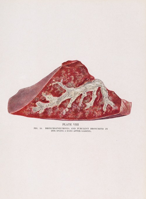 Plate VIII (Fig. 13): Broncho-pneumonia and purulent bronchitis in dog dying 5 days after gassing.