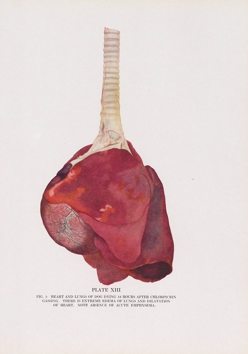 Plate XIII (Fig. 1): Heart and lungs of dog dying 12 hours after chlorpicrin gassing.