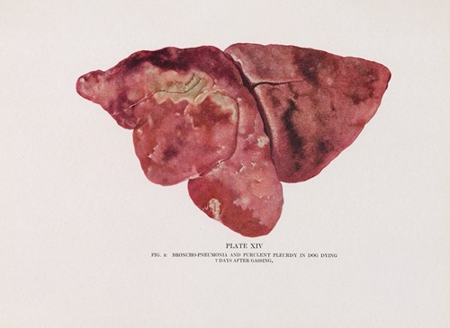 Plate XIV (Fig. 2): Broncho-pneumonia and purulent pleurisy in dog dying 7 days after gassing.