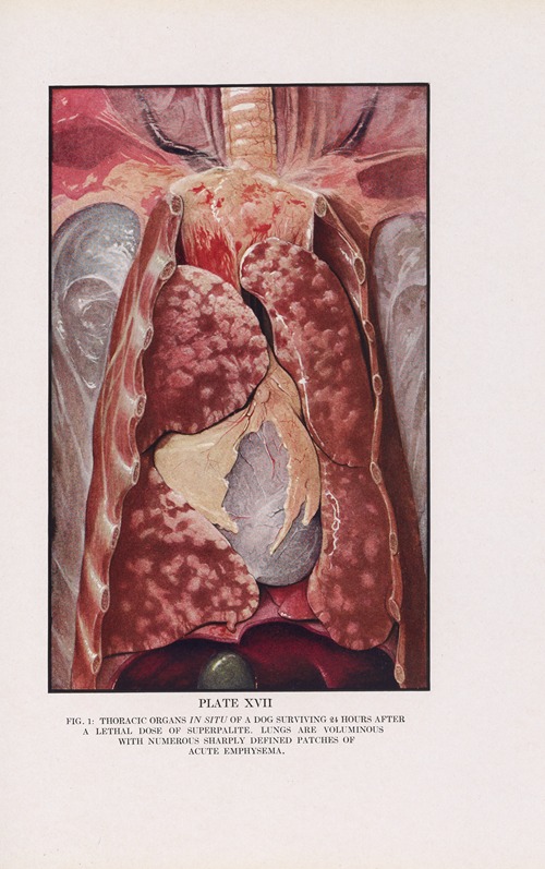 Plate XVII (Fig. 1): Thoracic organs in situ of a dog surviving 24 hours after a lethal dose of superpalite.