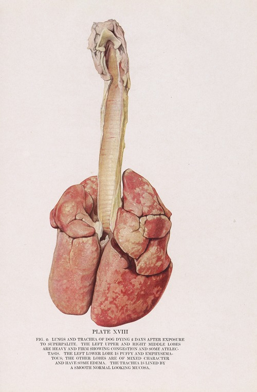 Plate XVIII (Fig. 2): Lungs and trachea of dog dying 2 days after exposure to superpalite.