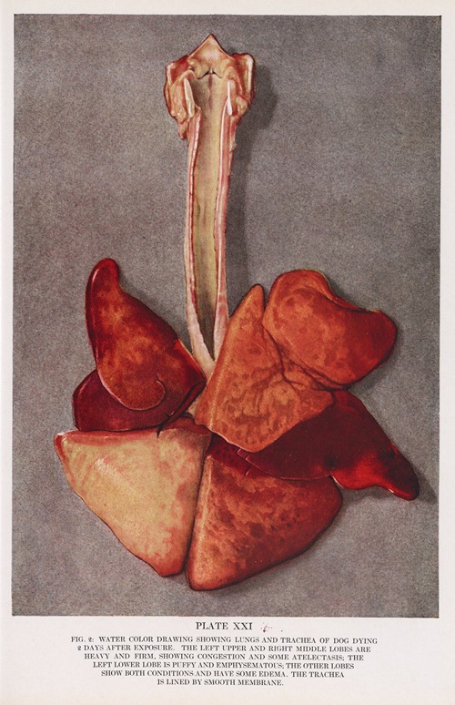 Plate XXI (Fig. 2): Water color drawing showing lungs and trachea of dog dying 2 days after exposure.