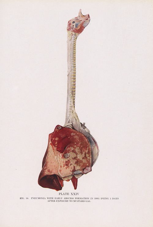 Plate XXIV (Fig. 18): Pneumonia with early abscess formation in dog dying 5 days after exposure to mustard gas.