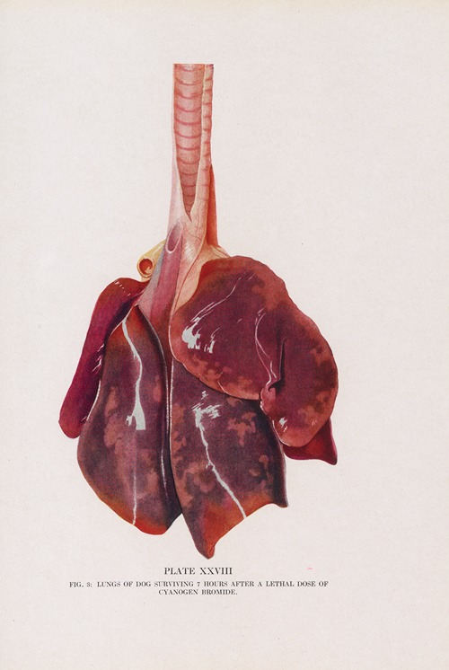 Plate XXVIII (Fig. 3): Lungs of dog surviving 7 hours after a lethal dose of cyanogen bromide.