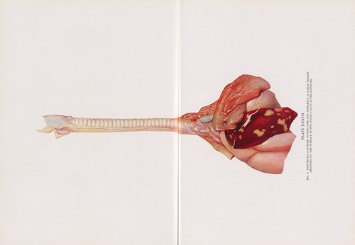 Plate XXXVII (Fig. 6): Pneumonia confined to one lobe and appearing as large yellow abscesses on the surface in dog dying 5 days after exposure.