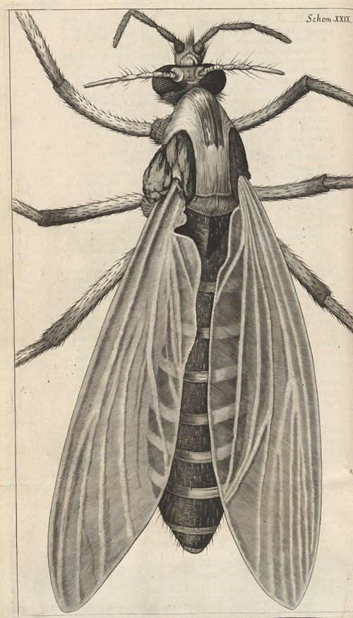 Microscopic view of a great belly’d [bellied] gnat or female gnat