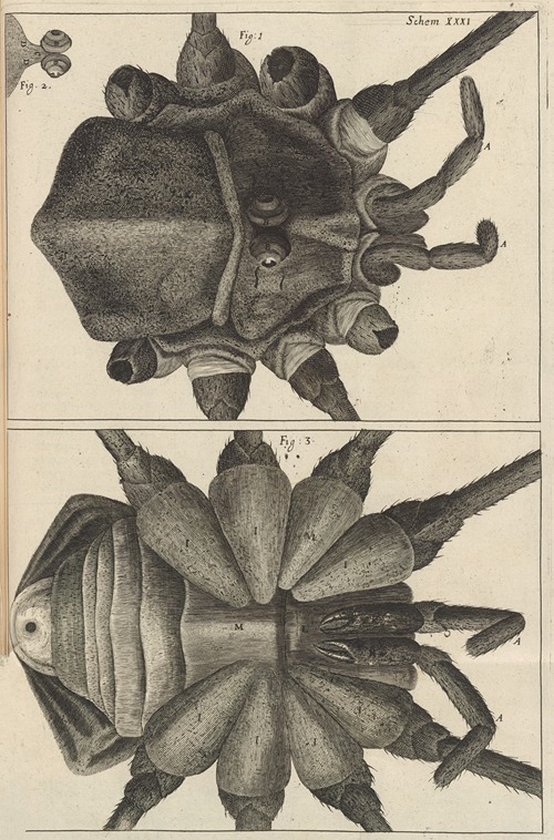 Microscopic view of a shepherd or long legg’d [long-legged] spider