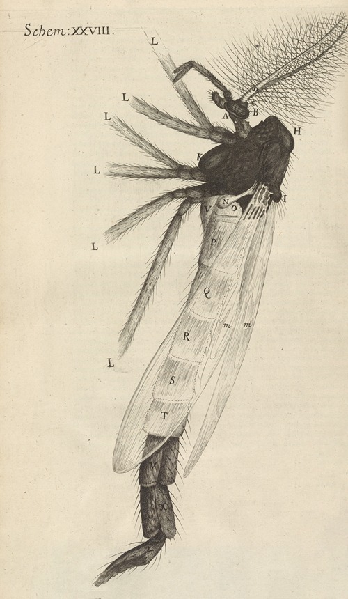 Microscopic view of a tuft’d [tufted] or brush-horned gnat
