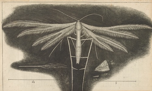 Microscopic view of a white featherwing’d [feather-winged] moth