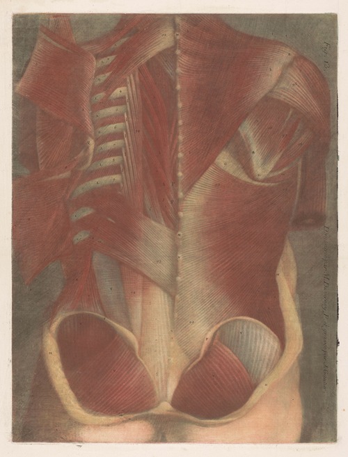 Anatomical muscle model of a male torso, seen from behind