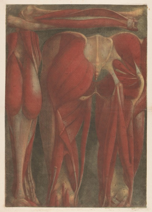 Anatomical muscle models of the back of the pelvis and upper legs