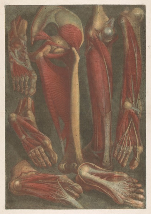 Anatomical muscle models of the shins and feet